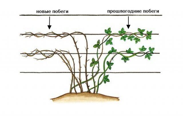 Обрезка ежевики осенью для начинающих в картинках